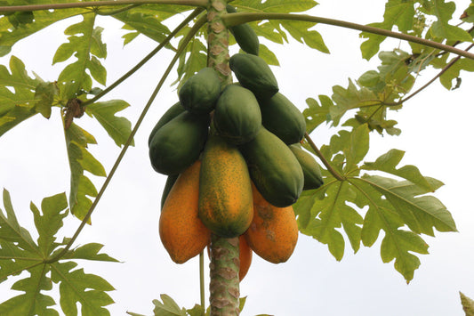 Planta 50 Breathe GiftTree