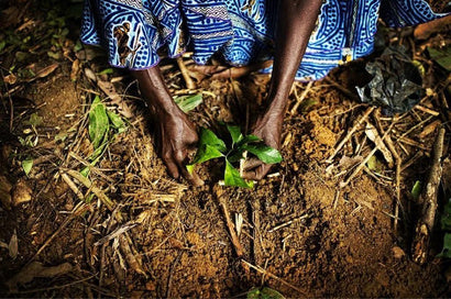 Planta 100 Breathe Gift Trees