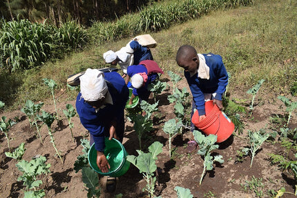 Planta 300 Respirar Árboles de Regalo